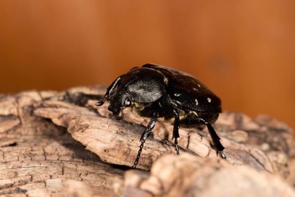 Veränderlicher Edelschaffkäfer