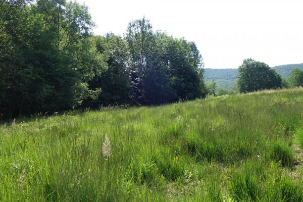 Wiese nach den Umsetzungsmaßnahmen