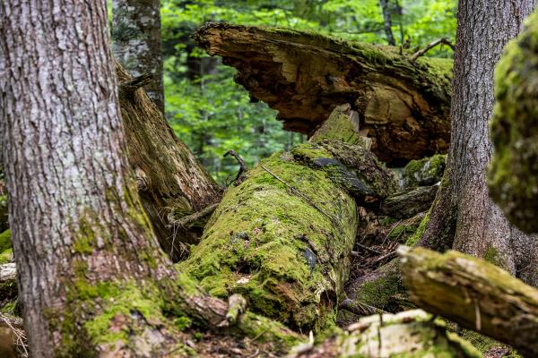 Totzholzreicher Wald