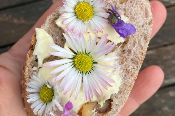 Gänseblümchen am Brot