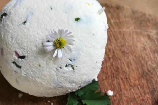 Käsebällchen mit Gänseblume