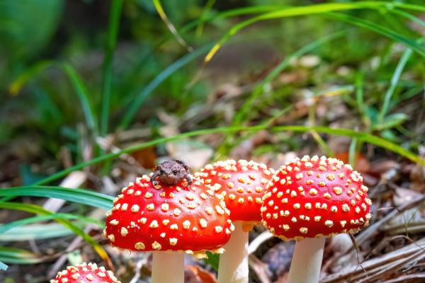 Fliegenpilze mit Frosch