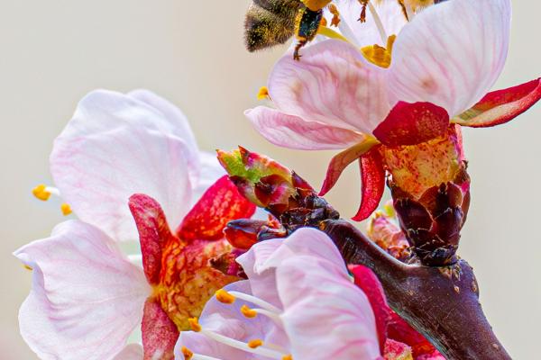 Biene auf Marillenblüte