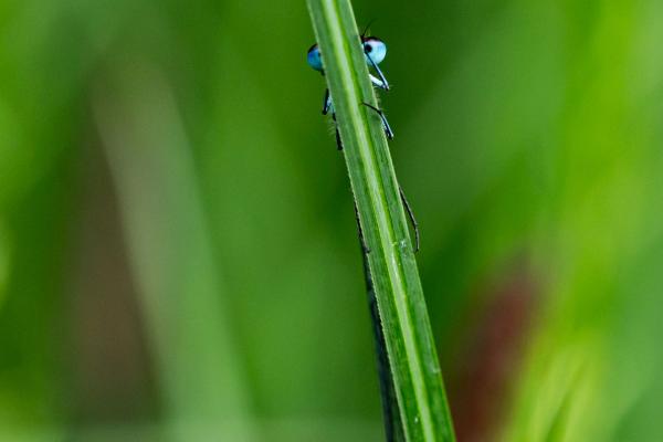 Libelle versteckt sich hinter einen Grashalm