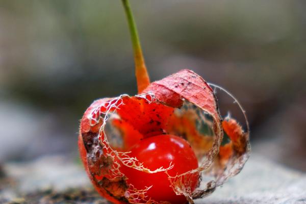 Physalis