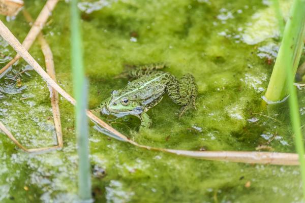 Frosch