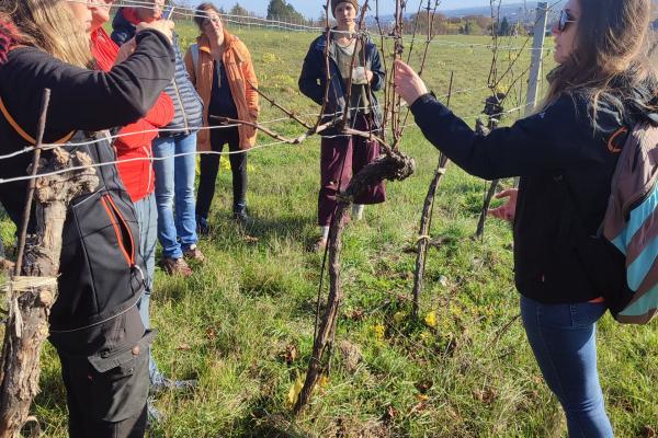 Expertin erklärt die Weinbaulandschaft bei einer Weinrebe im Herbst