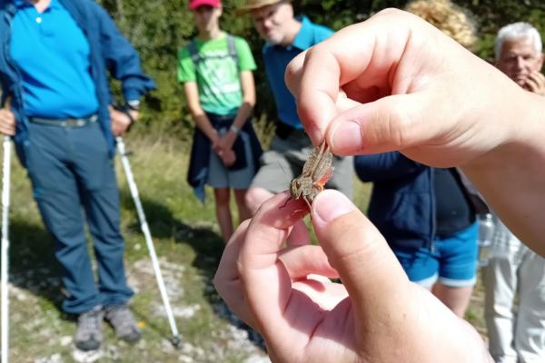 Wiesen-Exkursion auf der Gießhübler Heide