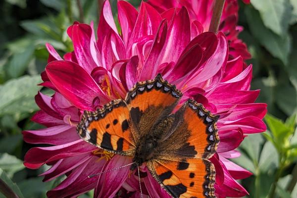 Blume mit Schmetterling