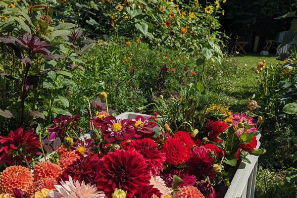 Schnittblumen