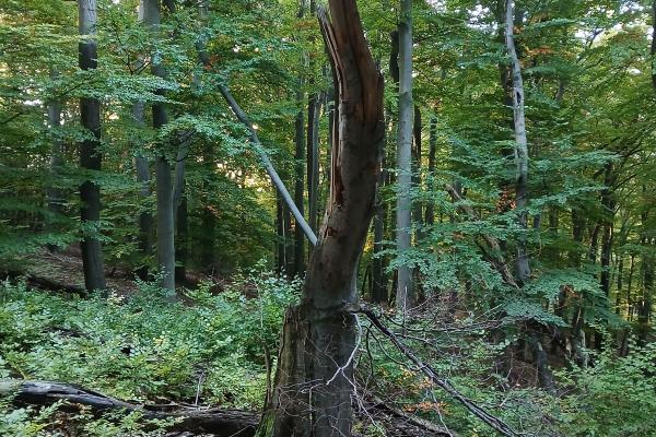 Sterben Bäume ab oder kommt es etwa zu Windwürfen, bleiben die Stämme liegen (oder stehen) und dürfen als Totholz im Wald bleiben. 