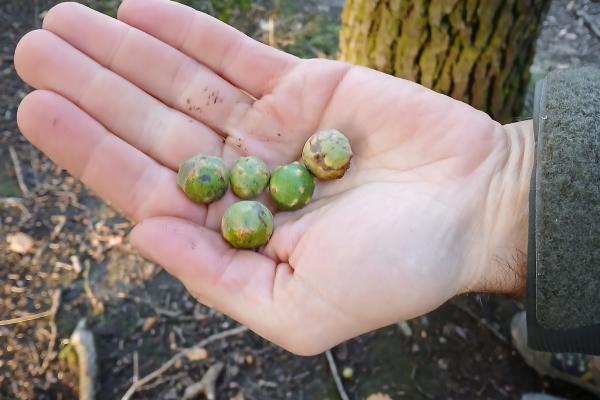 Bei Eichengallen handelt es sich um Wucherungen an Eichen, die durch die abgelegten Eier und den Speichel von Gallwespen entstehen und für den Baum nicht schädlich sind, aber eine wichtige Rolle im Ökosystem haben. 