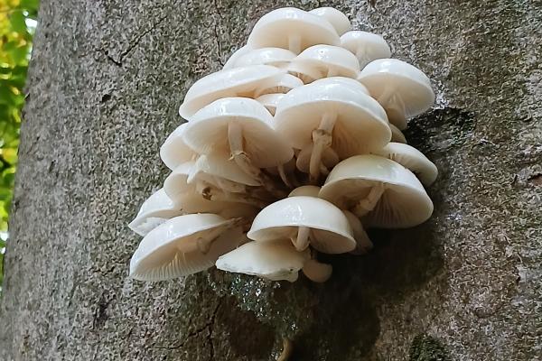 Totholz dient den Pilzen als Nahrungsquelle und Lebensraum, während Pilze wiederum für andere Organismen wie Insekten und Vögel eine Nahrungsquelle darstellen und den Zersetzungsprozess des Holzes in verschiedenen Stadien vorantreiben.