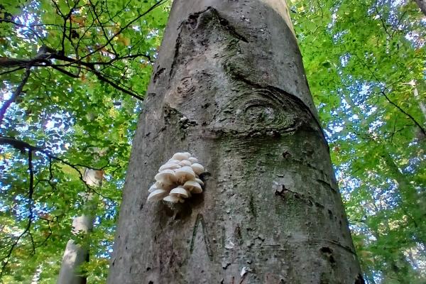 Totholz dient den Pilzen als Nahrungsquelle und Lebensraum, während Pilze wiederum für andere Organismen wie Insekten und Vögel eine Nahrungsquelle darstellen und den Zersetzungsprozess des Holzes in verschiedenen Stadien vorantreiben.