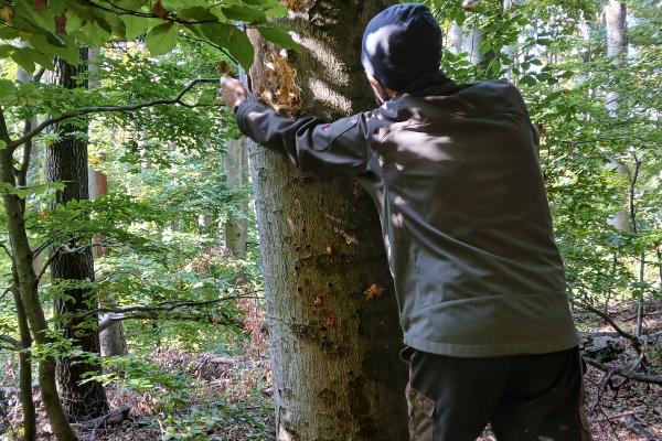 Was lebt hier unter der Rinde? Zahlreiche Insekten und Pilze tragen zum Abbau von Totholz bei.