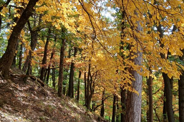 In der Kernzone Waldandacht sorgt in der Kernzone Waldandacht die vorkommende Elsbeere für eine wunderschöne gelb bis hellrote Verfärbung.