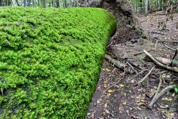 Sterben Bäume ab oder kommt es etwa zu Windwürfen, bleiben die Stämme liegen (oder stehen) und dürfen als Totholz im Wald bleiben. 