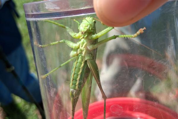 Heuschrecke in der Becherlupe