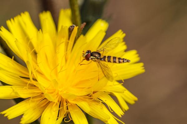 Schwebfliege auf Blüte