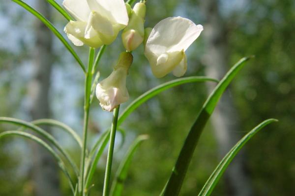 Pannonisch-Platterbse