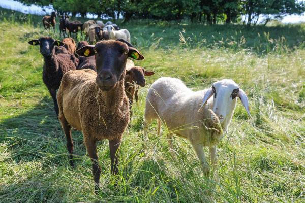 Schafe auf Weide