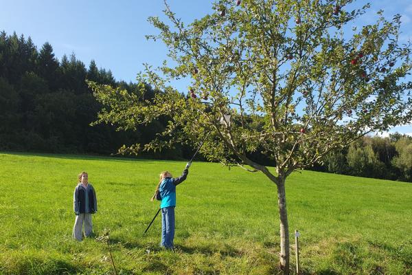 Kinder bei der Apfelernte