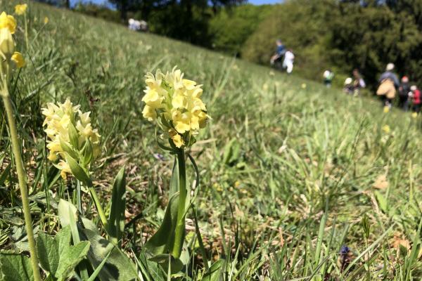 Dactylorhiza sambucina