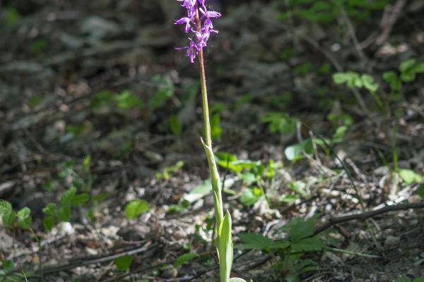 Orchis Mascula subsp speciosa