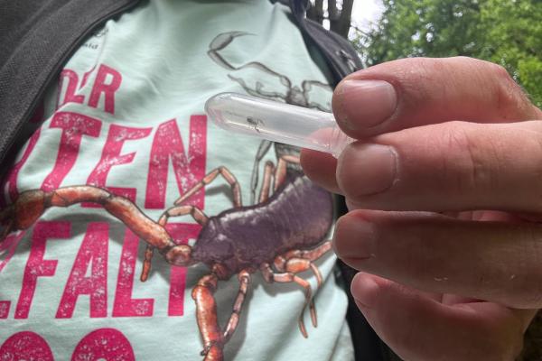 Pseudoskorpion vor TdA-Shirt