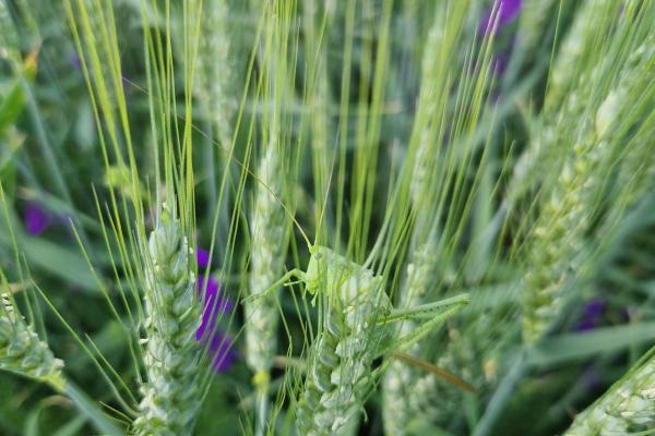 Wintergetreide mit Blumen und Heuschrecke
