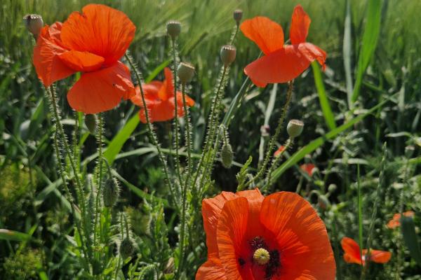 Mohnblumen