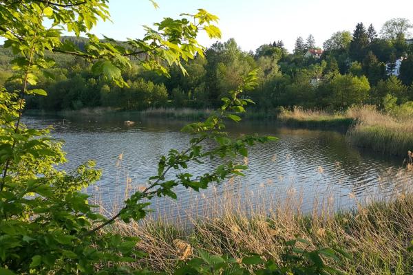 Reptilien und Amphibien, Fische, Brutvögel und Biber finden am Wienerwaldsee einen Lebensraum.