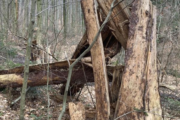 Abbildung 10: Totholzstamm in der Kernzone Deutschwald: Hier sieht man, dass der Verfall schon weit fortgeschritten ist.