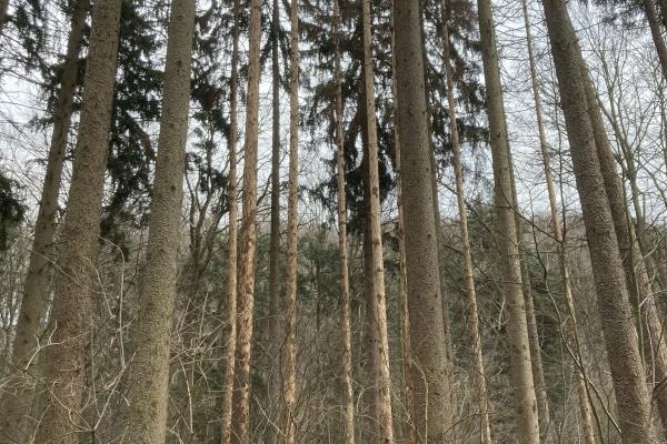 Abbildung 1: Vom Borkenkäfer befallene Fichten in der Kernzone Deutschwald. Der Borkenkäferbefall ist deutlich an der fehlenden Rinde sichtbar.