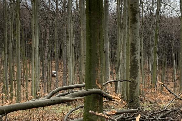 Abbildung 3: Sturmschäden: Der gefallene Baum hat den noch stehenden Baum verletzt, dieser ist durch die Wunden auch gefährdeter, vom Pilz befallen zu werden.