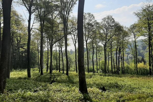Abbildung 7: Naturverjüngung. Auf dem Waldboden wachsen neue Eichen heran. Mit Nachlichten der Bäume kann das Wachstum noch gefördert werden.