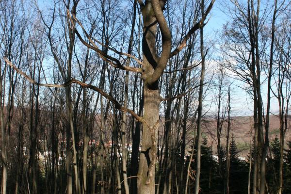 Abbildung 9: Ein Biotopbaum in der Nähe von Gablitz bietet wichtigen Schutz für Vögel wie den Specht.