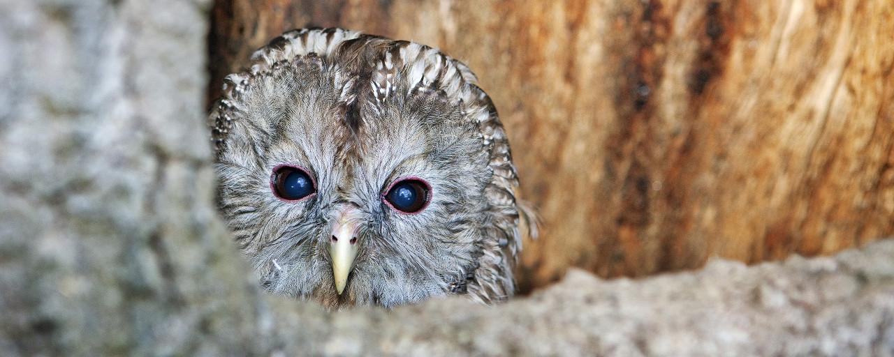 Habichtskauz blickt aus Baumhöhle hervor