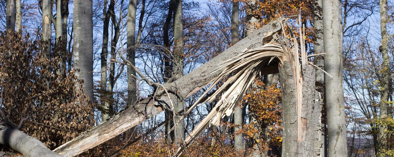 Zersplitterter Stamm in der Kernzone Höherberg