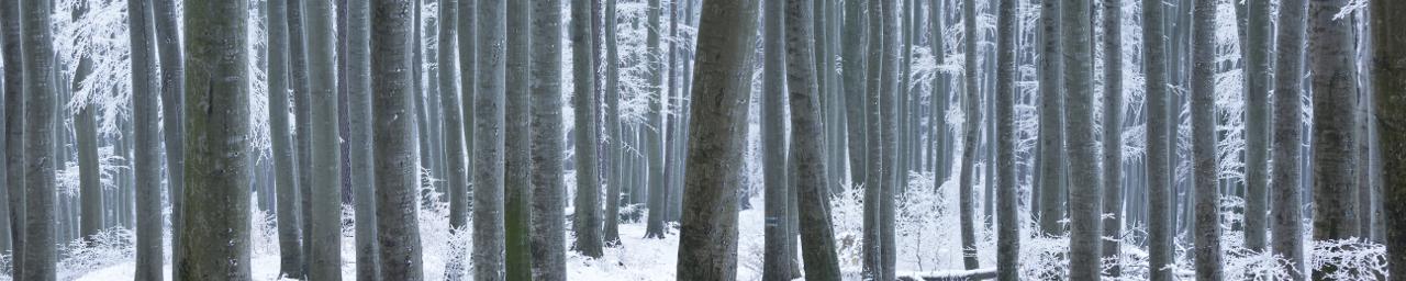 Winterlicher Wald