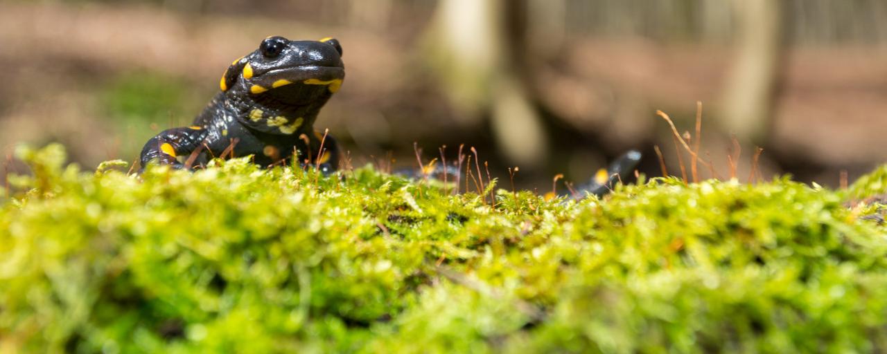 Feuersalamander im Wald