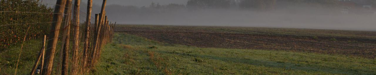 Feld im Nebel