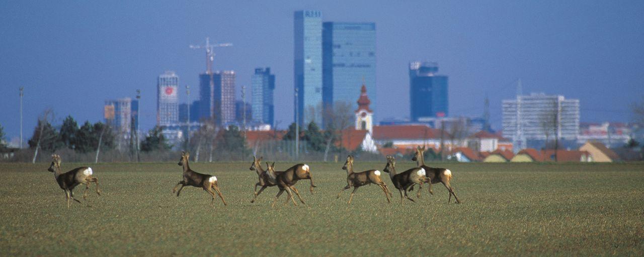 Sprung Rehe vor Wien