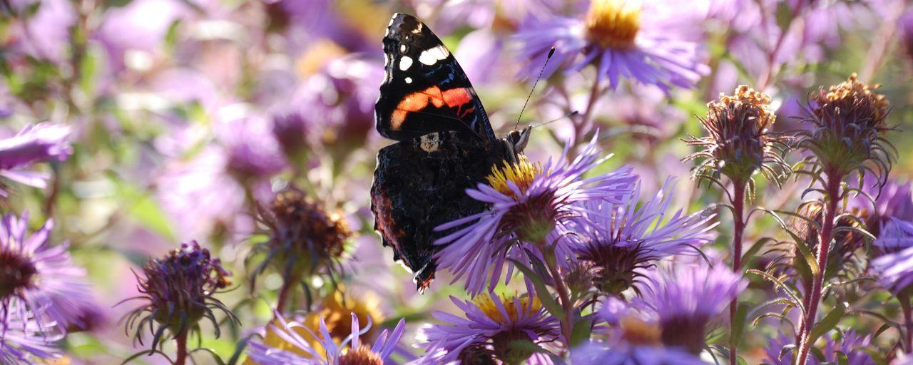 Falter auf Aster