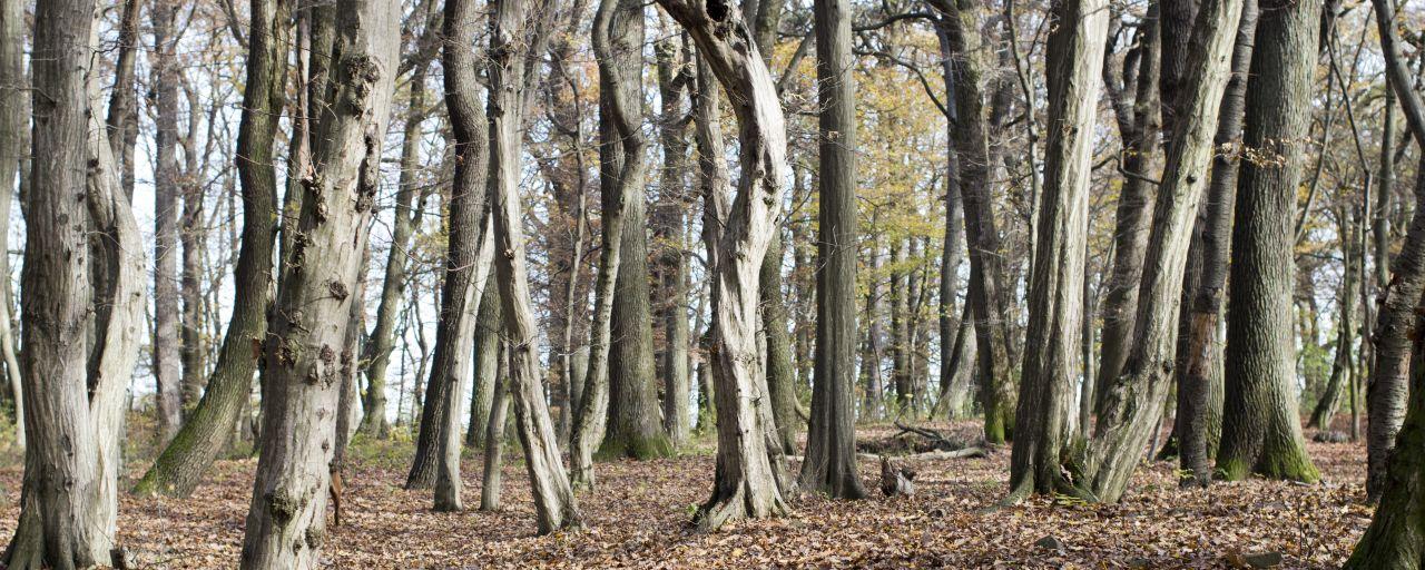 Naturwaldzellen - freiwillig außer Nutzung gestellte Waldflächen