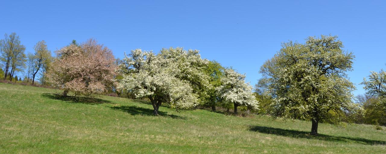 Streuobstwiese im Frühling