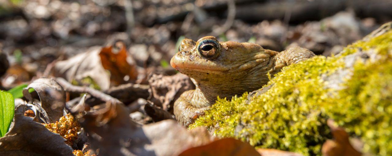 Kröte auf Waldboden