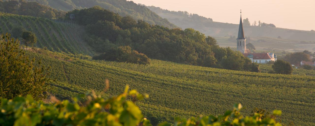 Blick in die Weinbaulandschaft bei Gumpoldskirchen