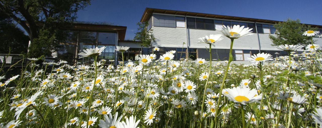 Blumenwiese vor Druckereigebäude