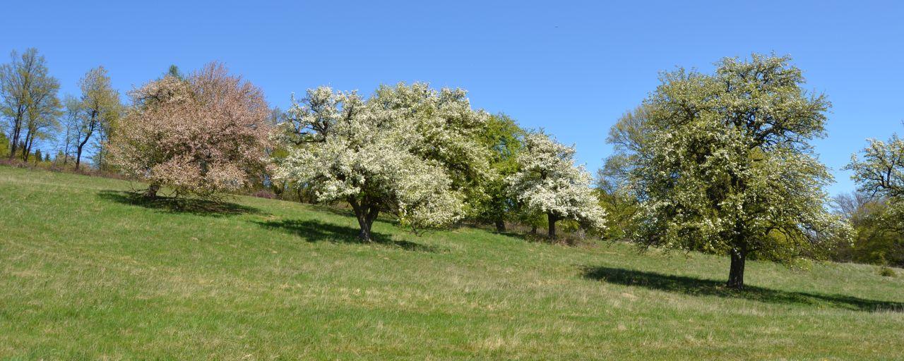 Streuobstwiese im Wienerwald